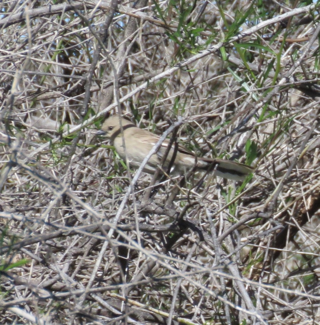 Chirruping Wedgebill - ML166625241