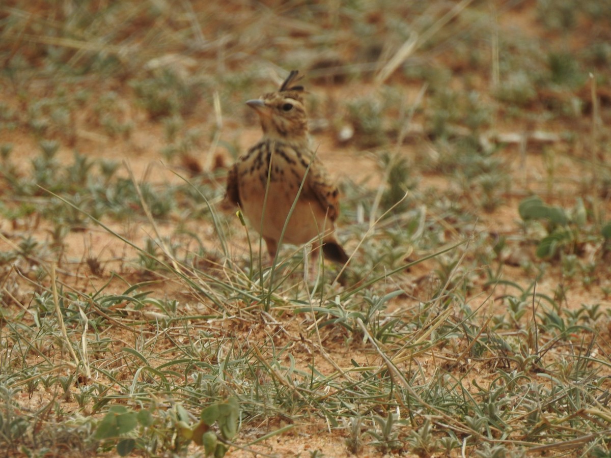 Malabar Lark - KARTHIKEYAN R