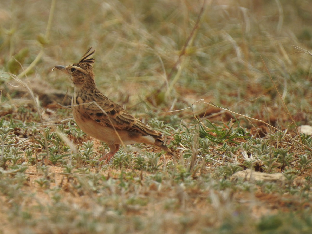 Malabar Lark - KARTHIKEYAN R