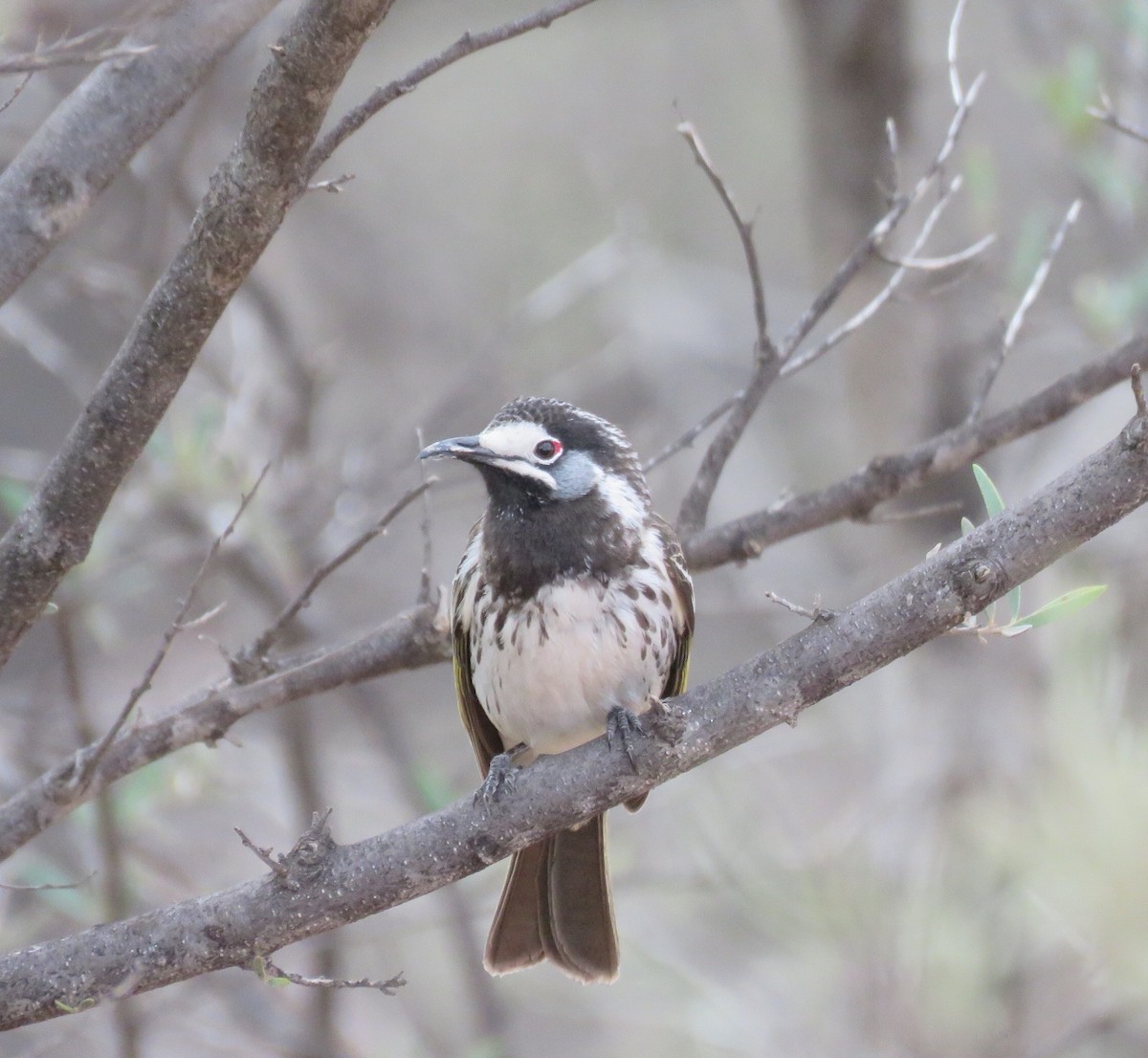 White-fronted Honeyeater - ML166627041