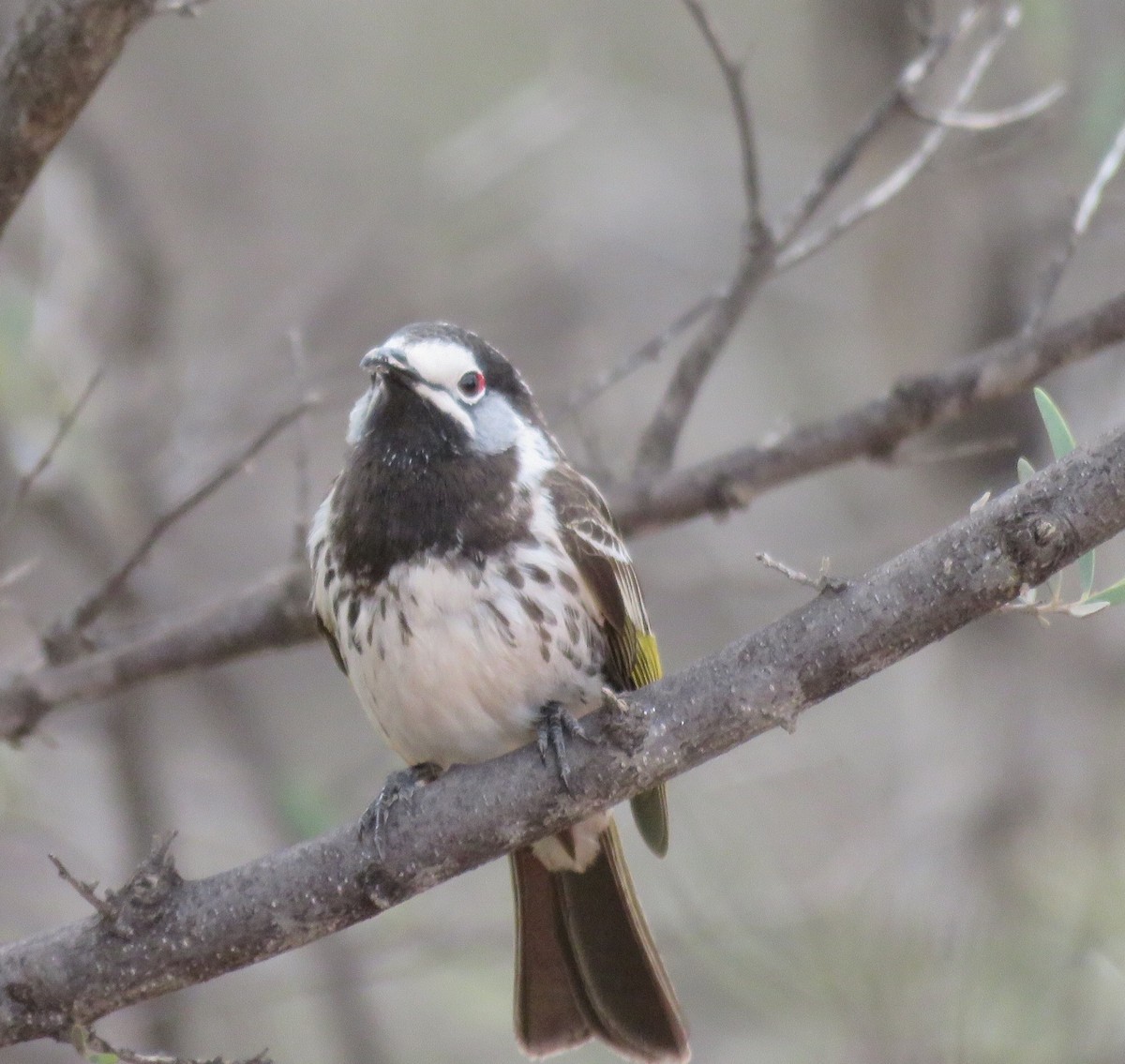 White-fronted Honeyeater - ML166627051