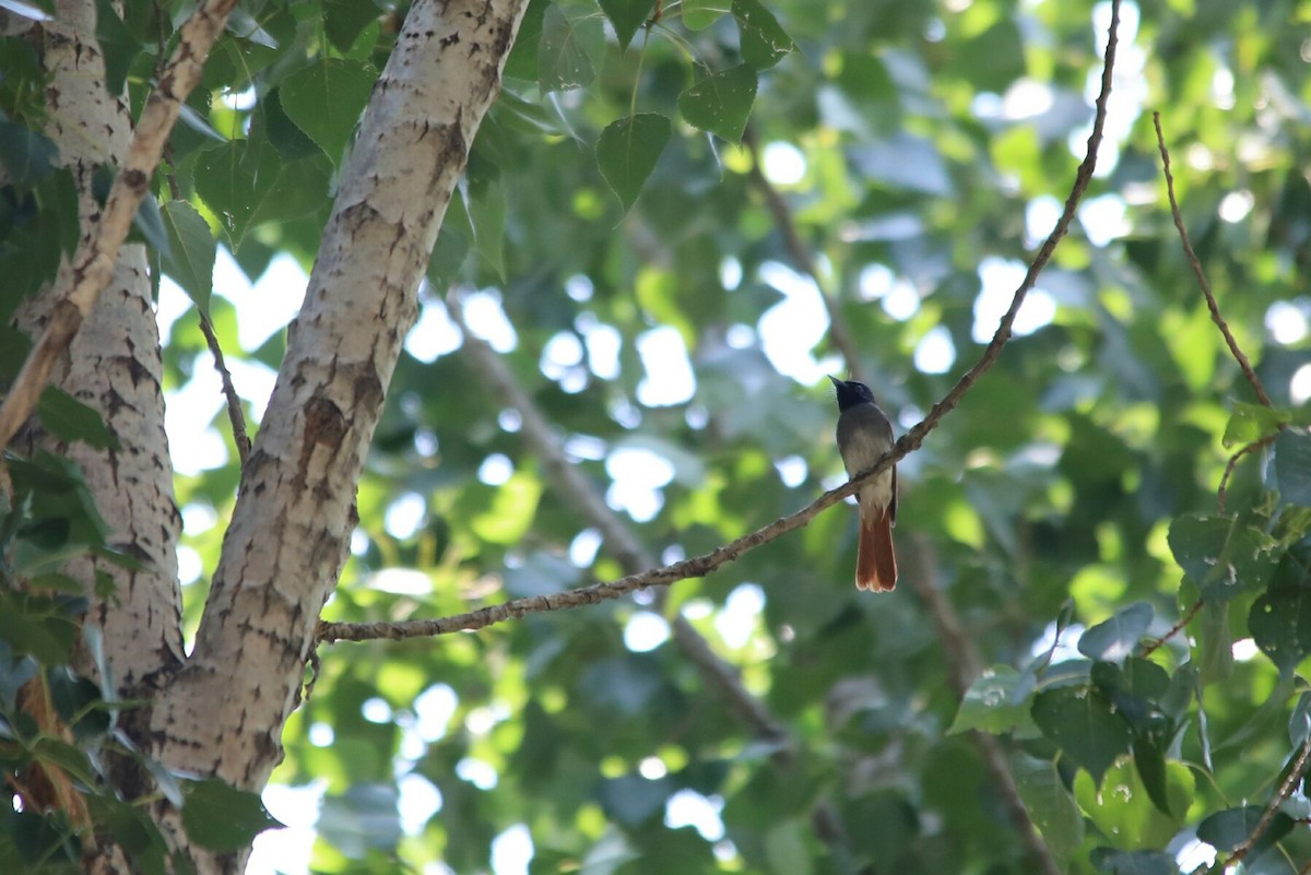 Amur Paradise-Flycatcher - ML166627311