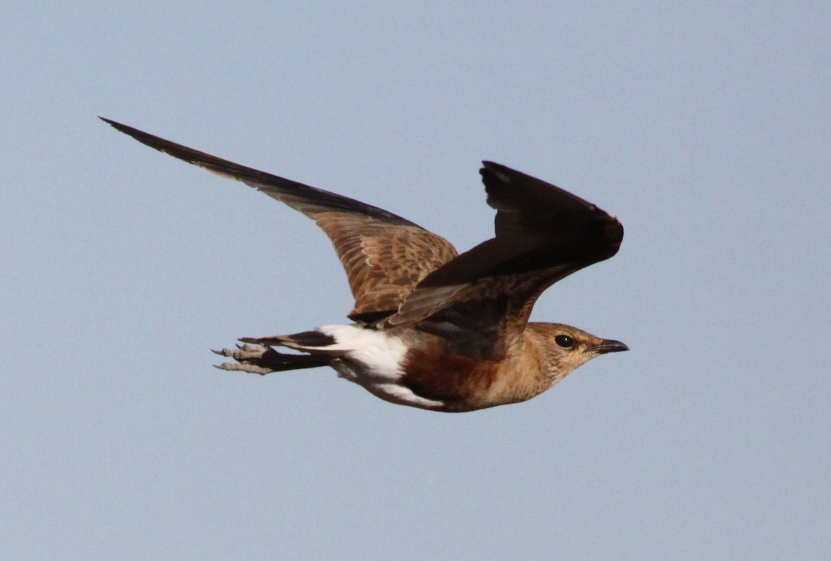 Australian Pratincole - Alistair and Carmen Drake