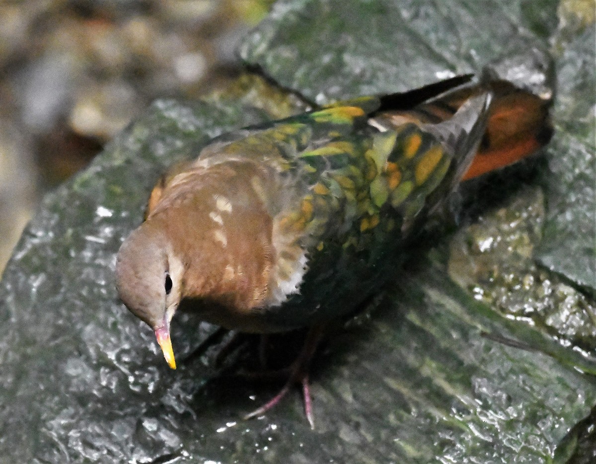 Pacific Emerald Dove - ML166628231