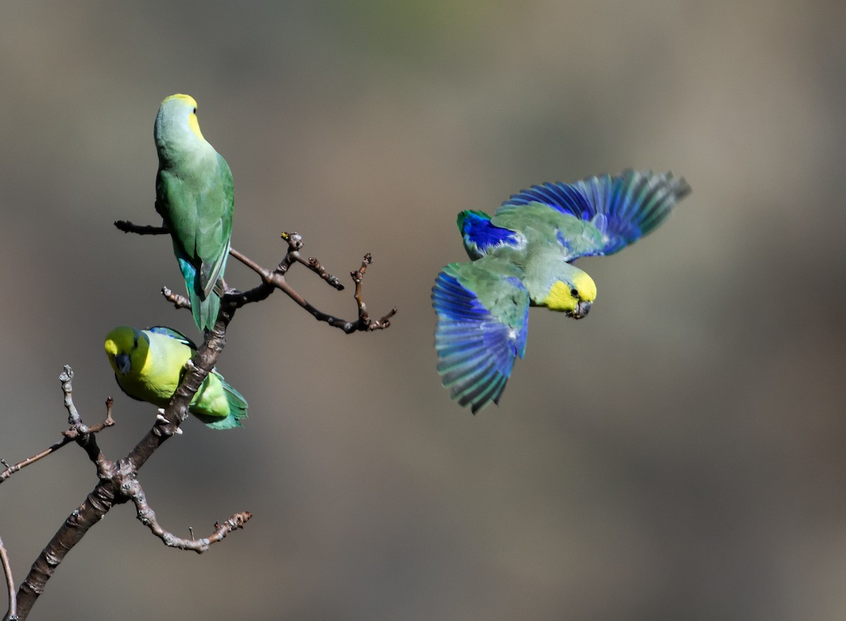 Yellow-faced Parrotlet - ML166630181