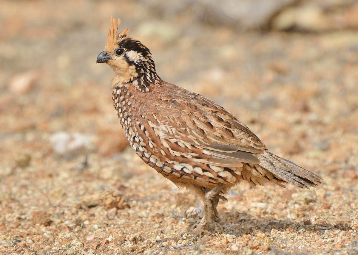 Crested Bobwhite - Michiel Oversteegen