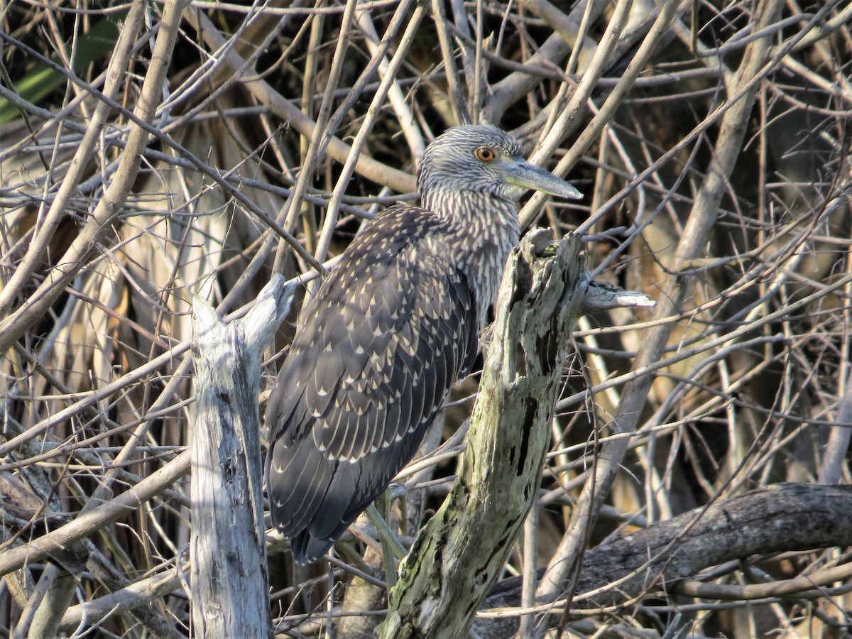 Yellow-crowned Night Heron - ML166631191