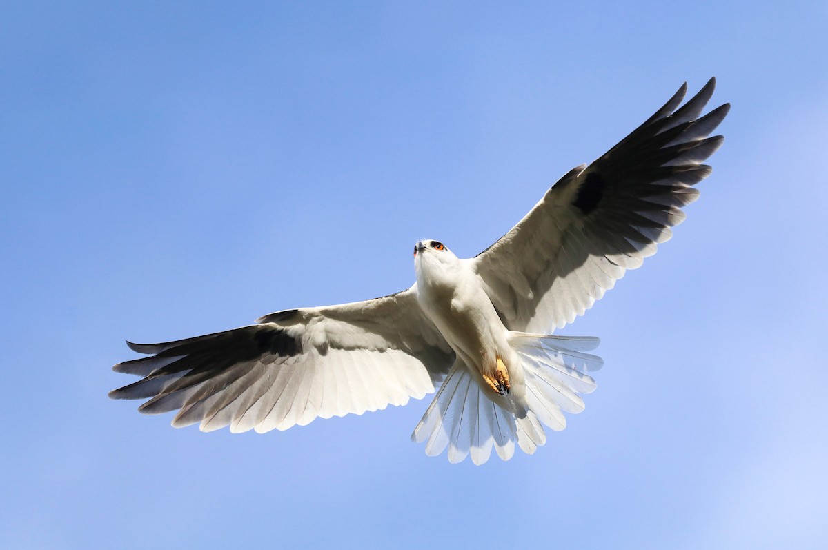 Black-shouldered Kite - ML166631551