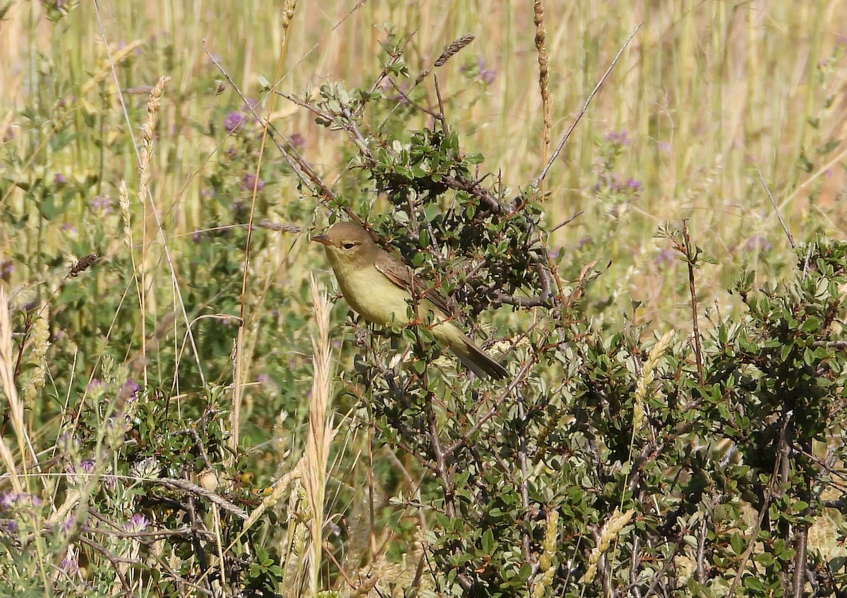 Melodious Warbler - Antonio Varona Peña