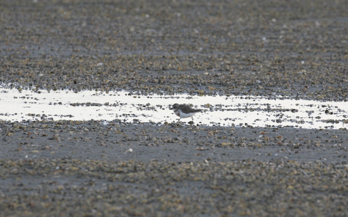 Double-banded Plover - ML166634701