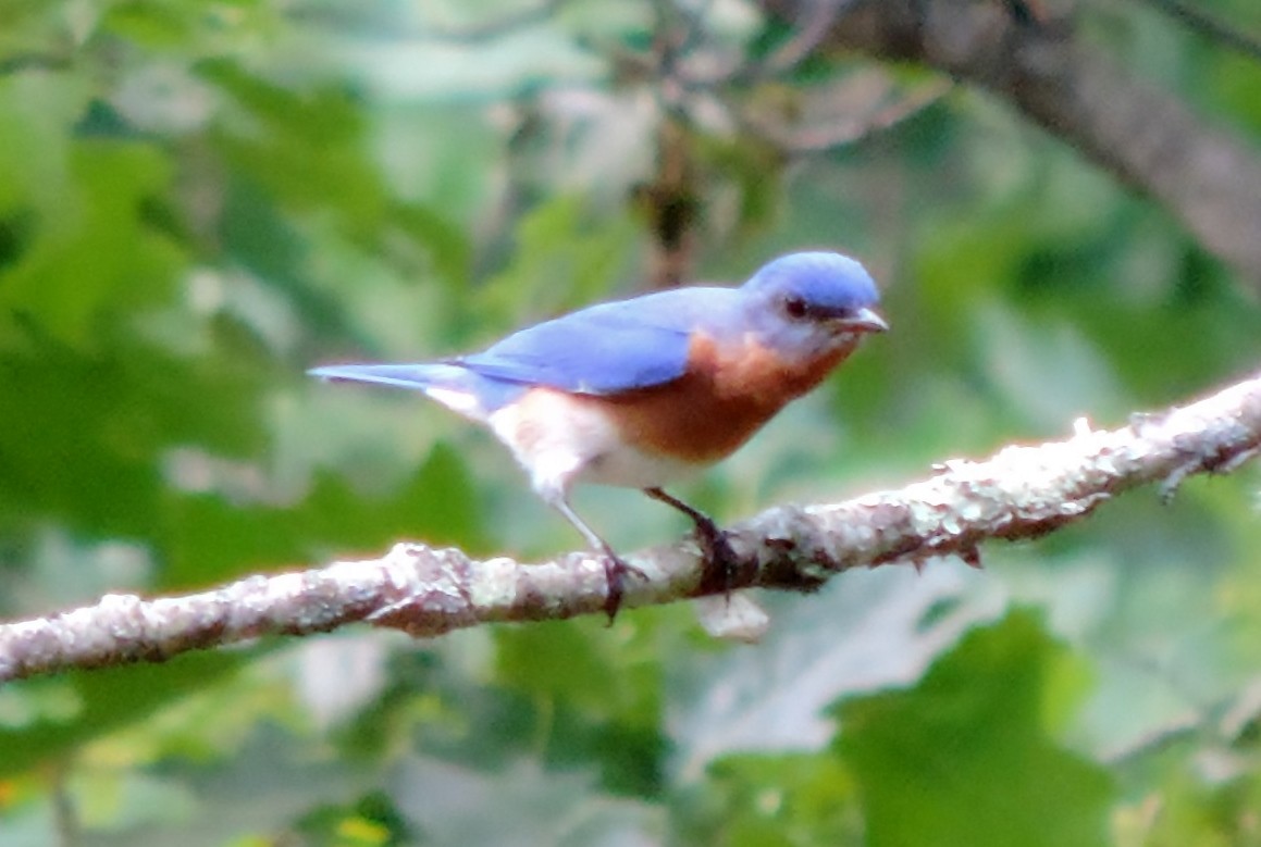 Eastern Bluebird - ML166634941