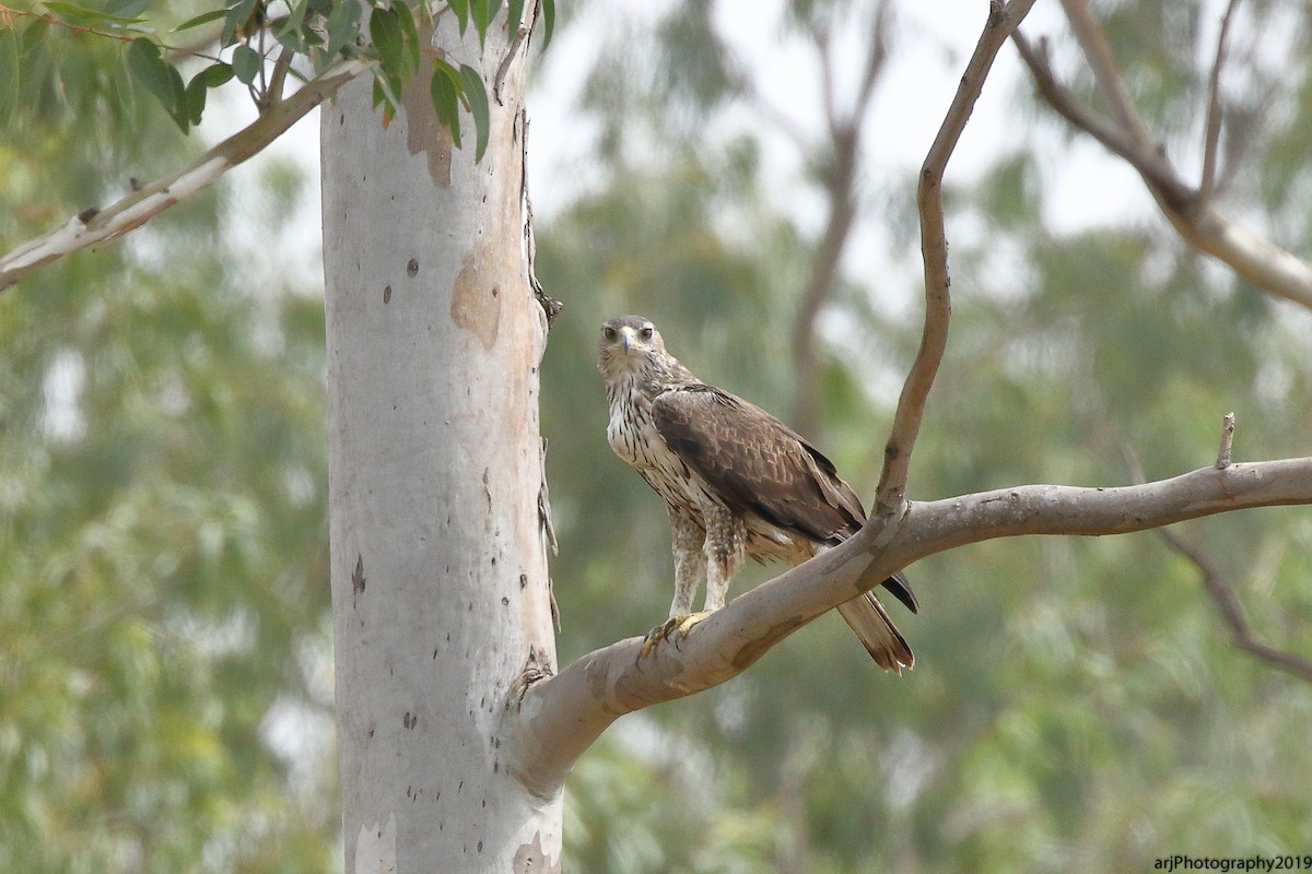 Bonelli's Eagle - Rahul  Singh