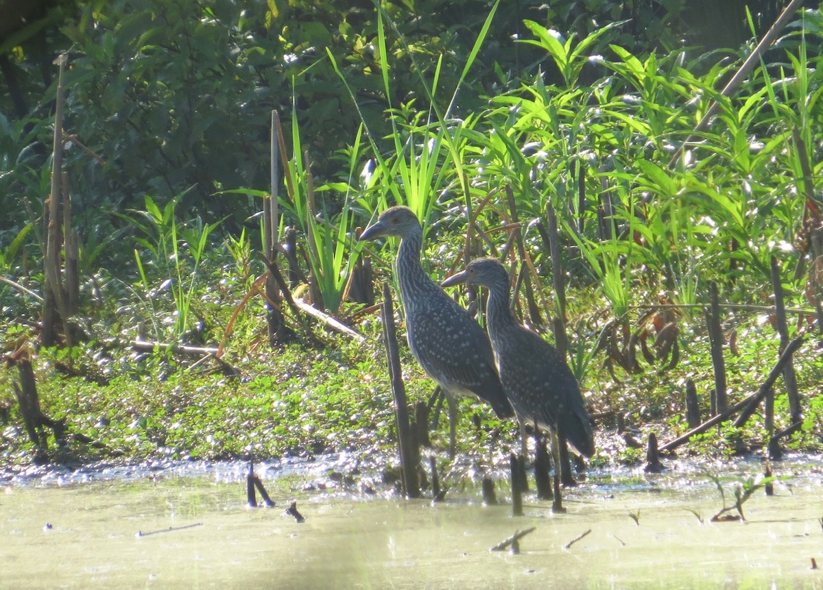 Yellow-crowned Night Heron - ML166635901