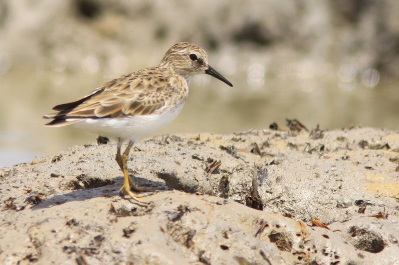 Least Sandpiper - ML166636751