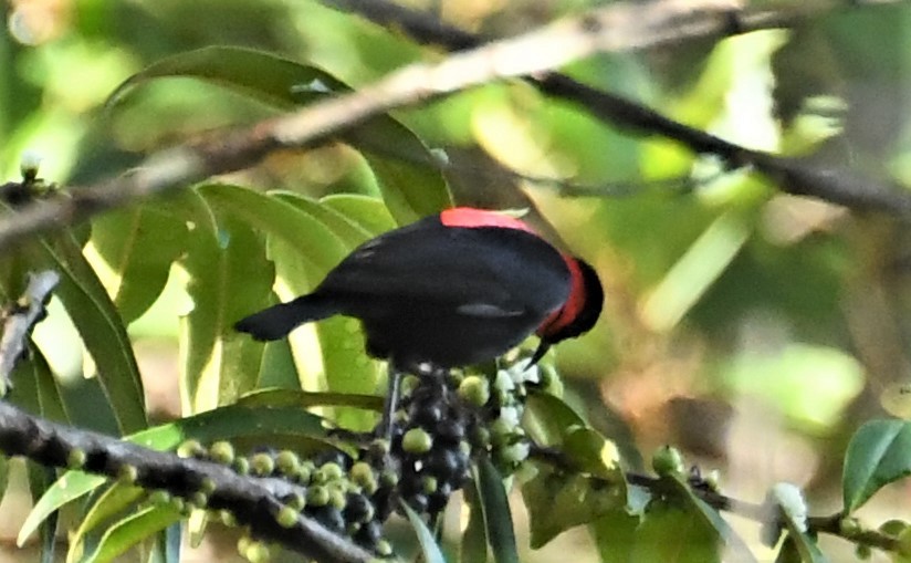 Red-collared Myzomela - Neil Wingert