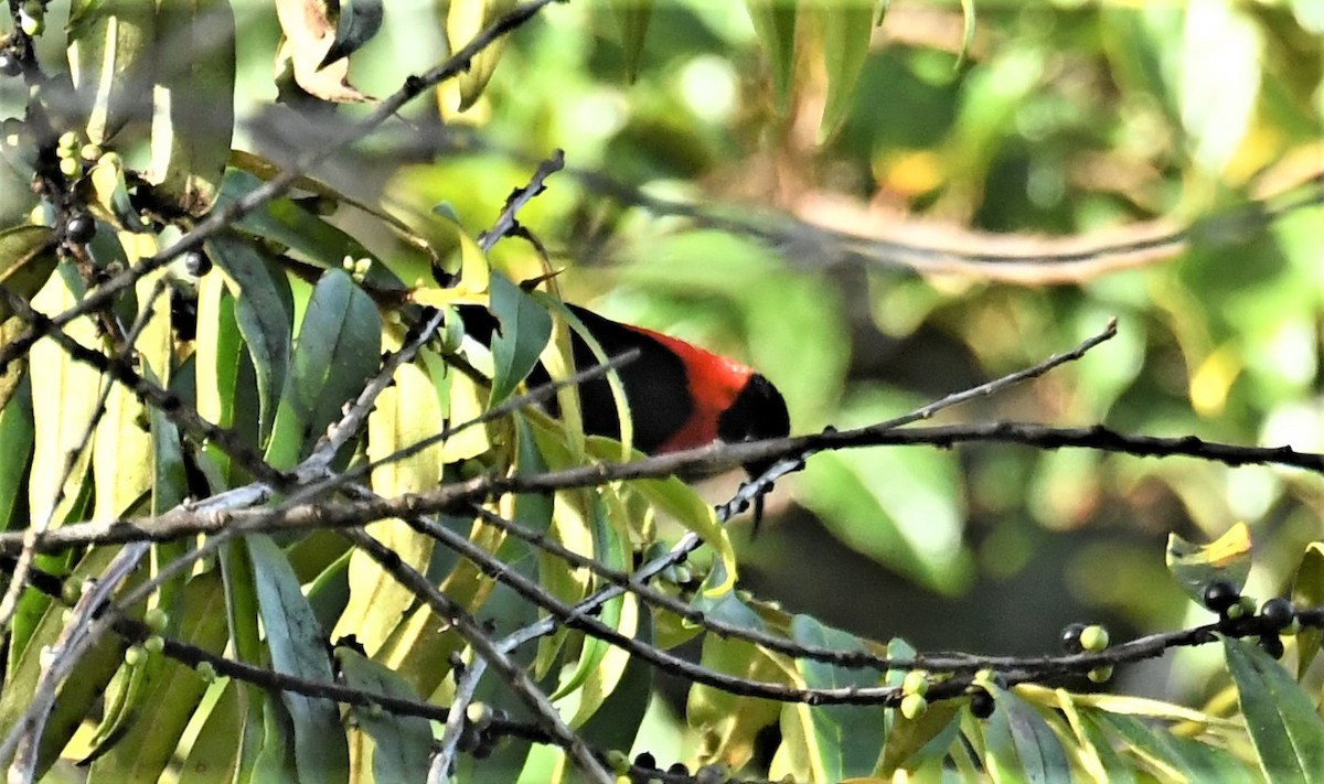 Red-collared Myzomela - Neil Wingert