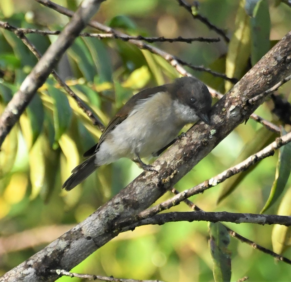 Brown-backed Whistler - ML166638661