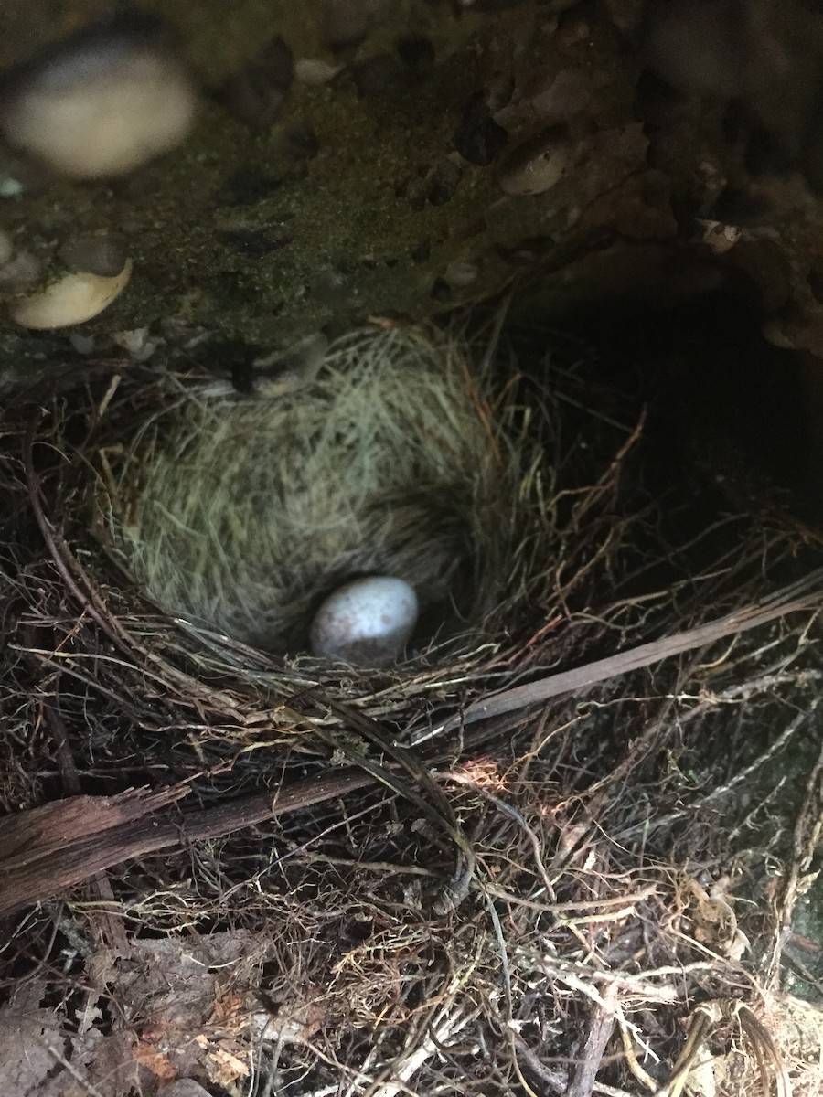 Junco ardoisé (hyemalis/carolinensis) - ML166638921