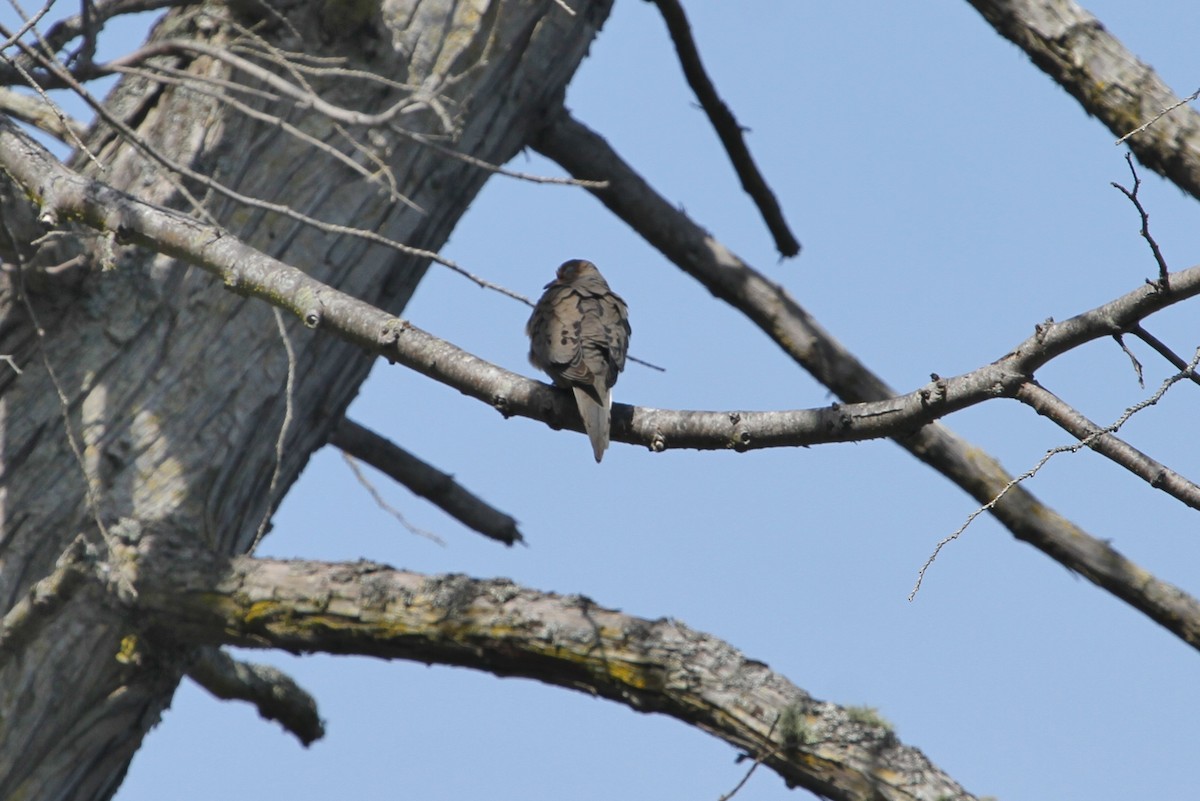 Mourning Dove - ML166640251