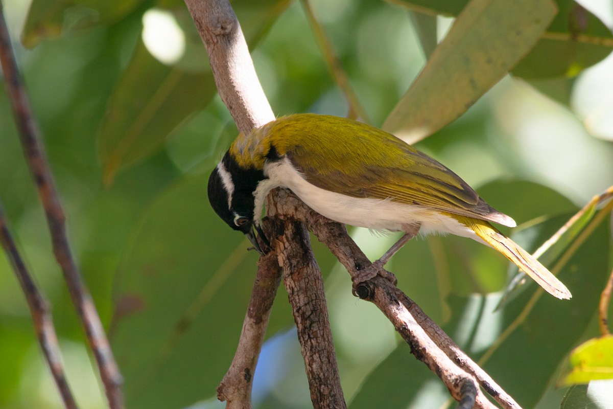 White-throated Honeyeater - ML166640281