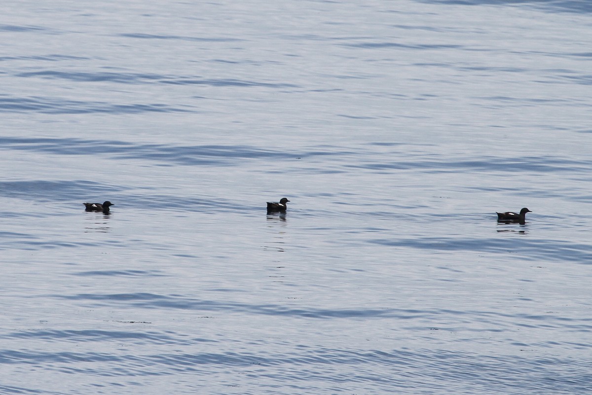 Pigeon Guillemot - ML166640461