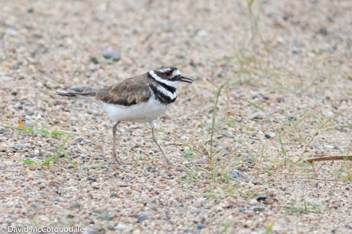 Killdeer - David McCorquodale