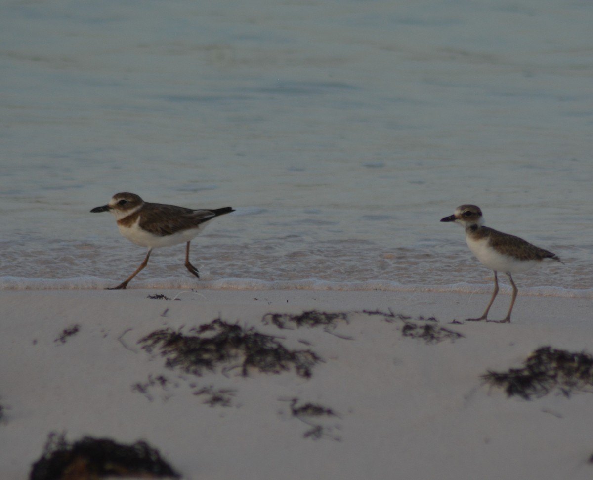 Wilson's Plover - ML166643861