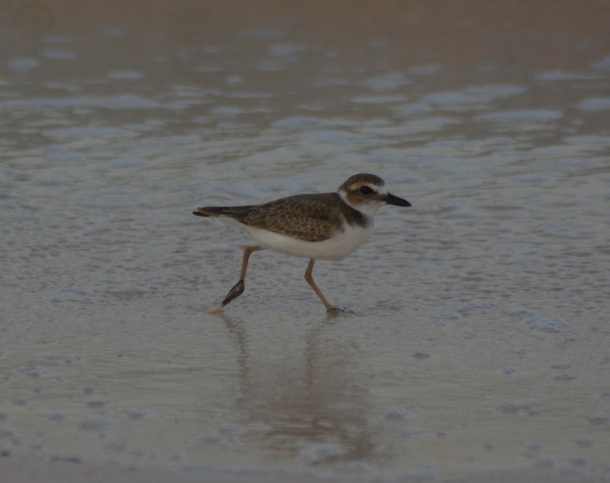 Wilson's Plover - Keith M Kemp