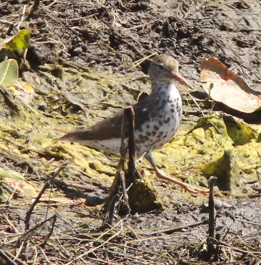 Spotted Sandpiper - ML166644671