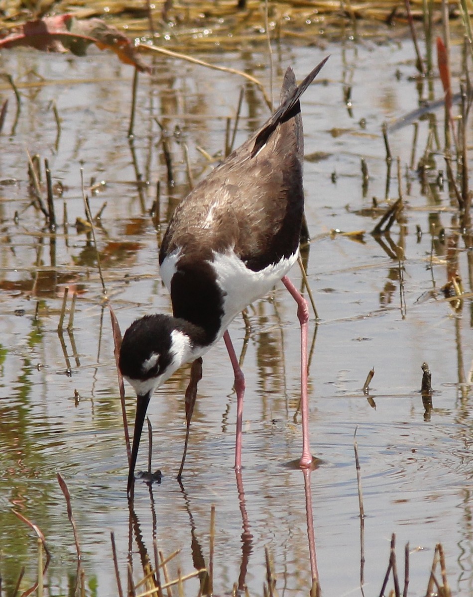 Black-necked Stilt - ML166645121