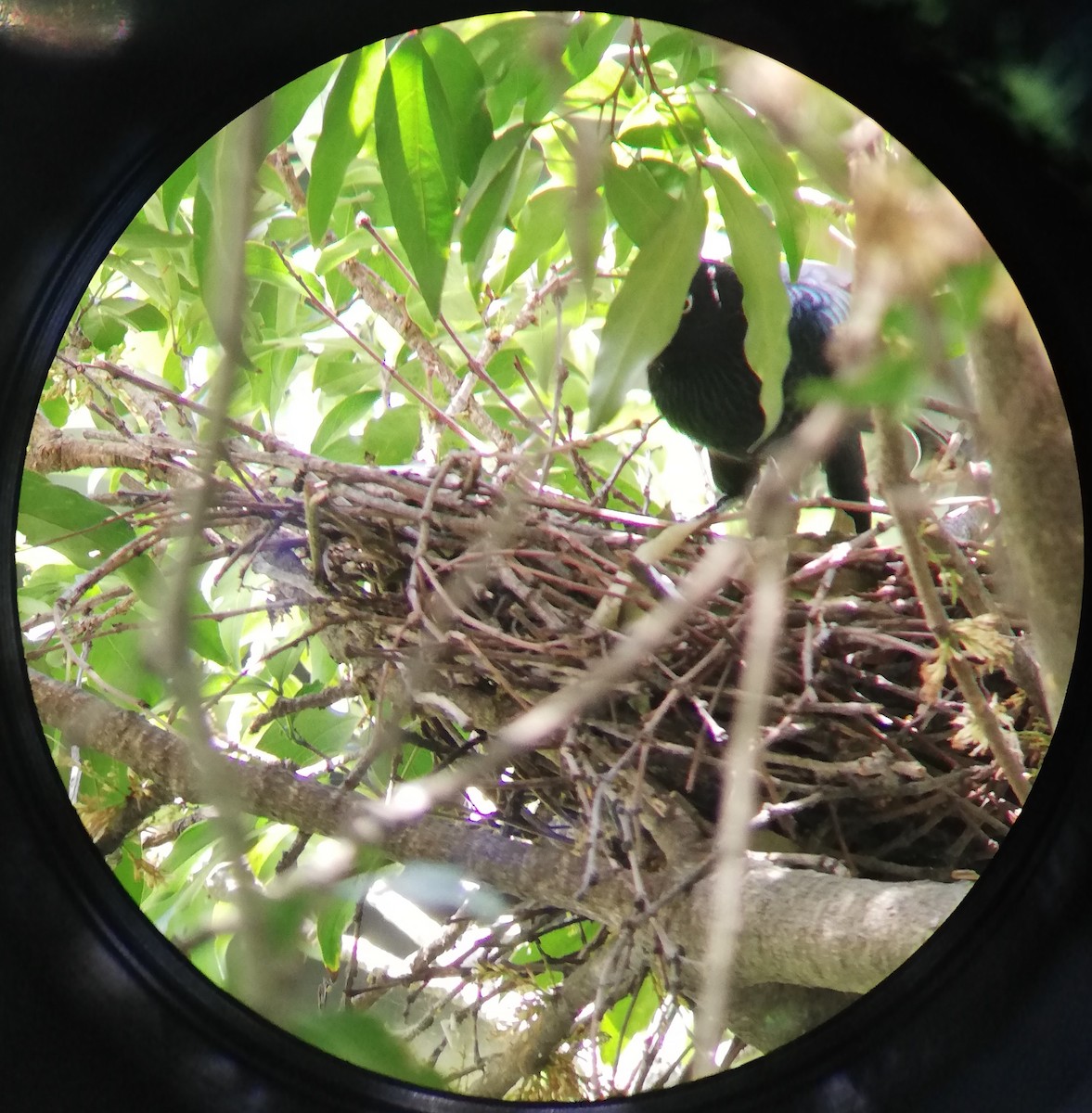 Greater Ani - ML166645441