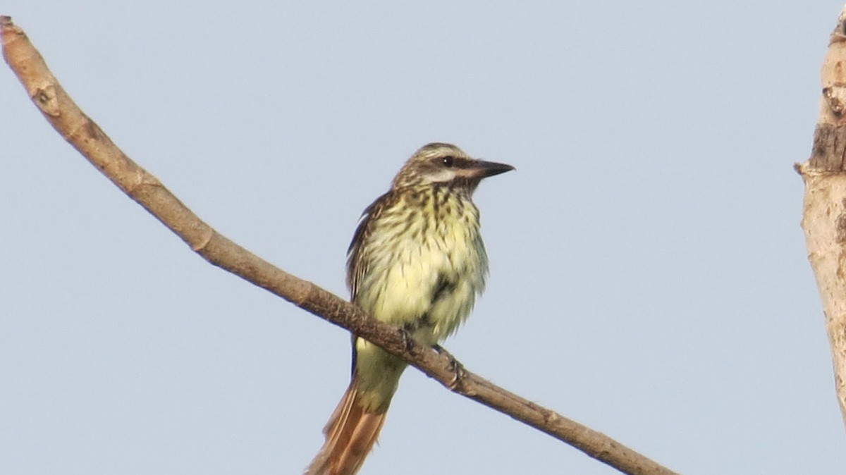 Sulphur-bellied Flycatcher - ML166645481