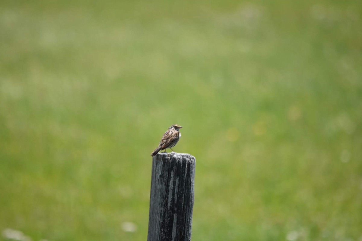 Savannah Sparrow - Adam Cupito