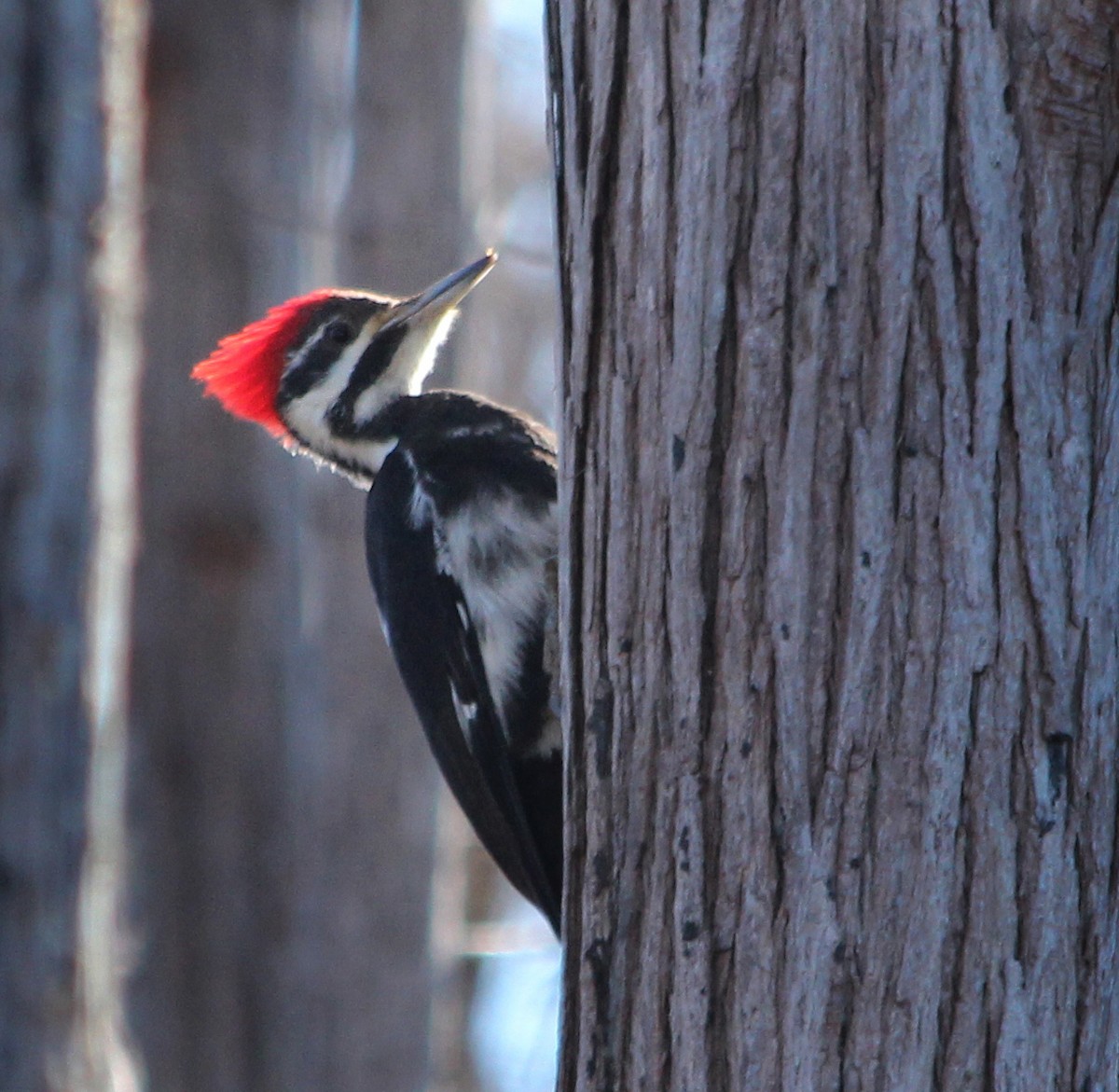 Pileated Woodpecker - H. Resit Akçakaya