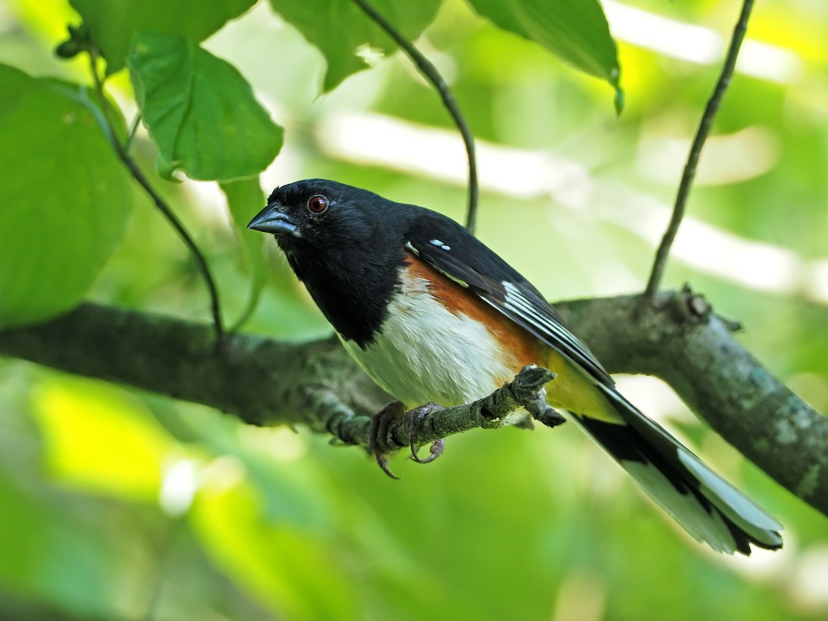 Eastern Towhee - ML166646801