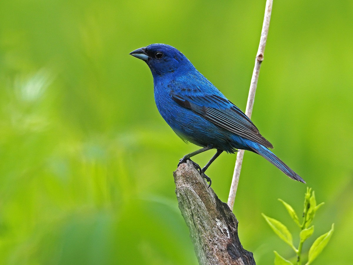 Passerin indigo - ML166646831