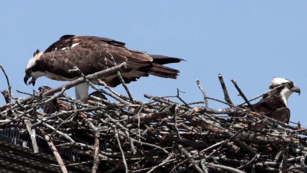 orlovec říční - ML166648561