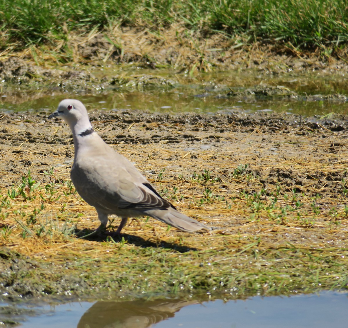 Eurasian Collared-Dove - Linda Kaye