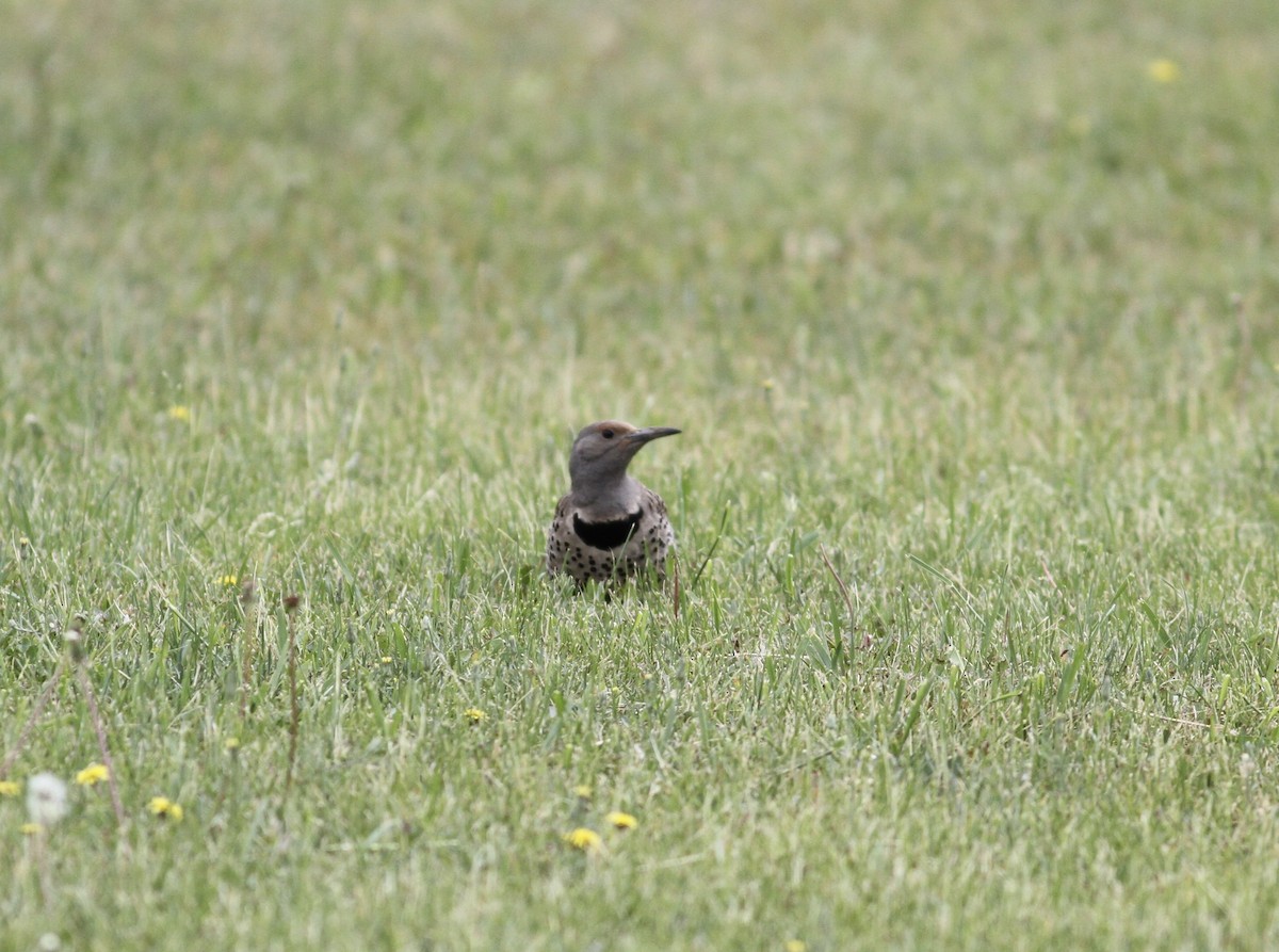 Northern Flicker (Red-shafted) - ML166650731