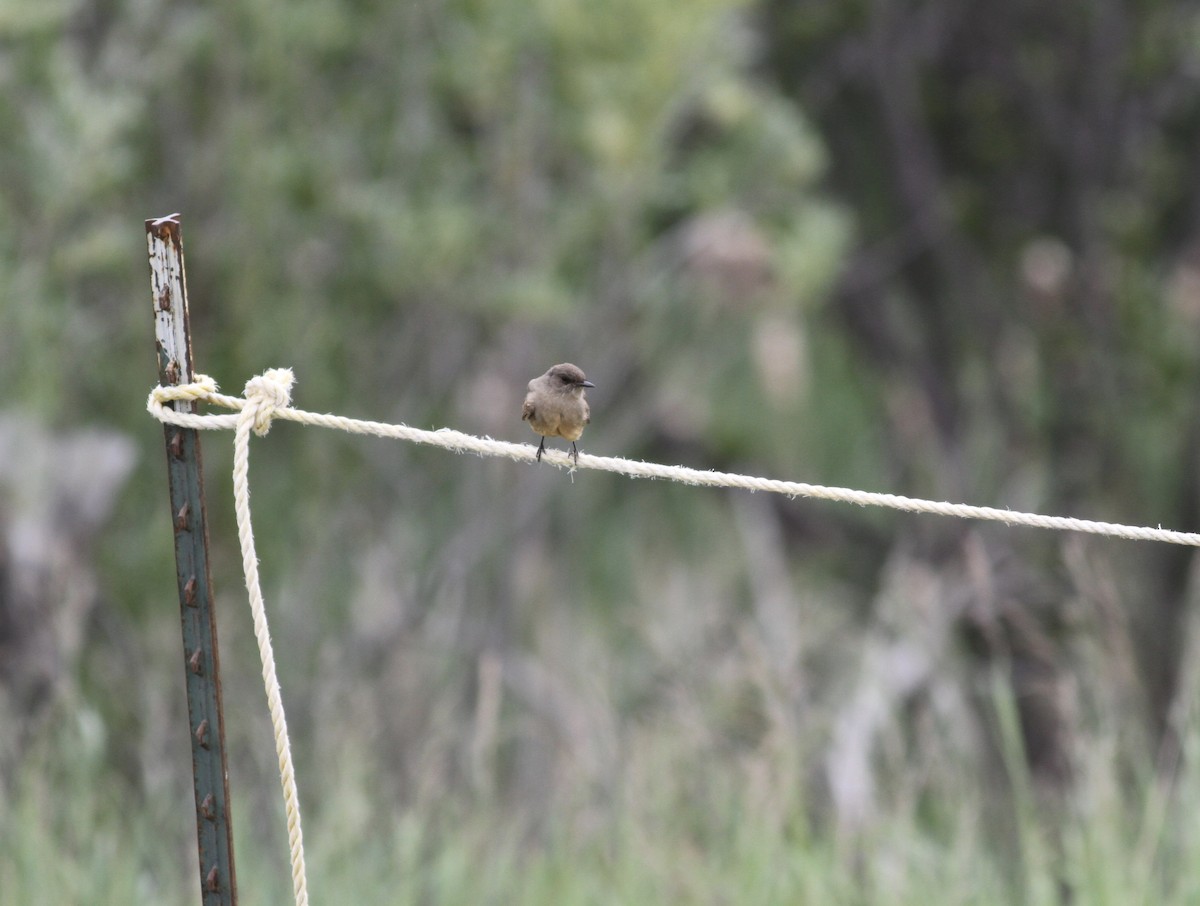 Mosquero Llanero - ML166650811