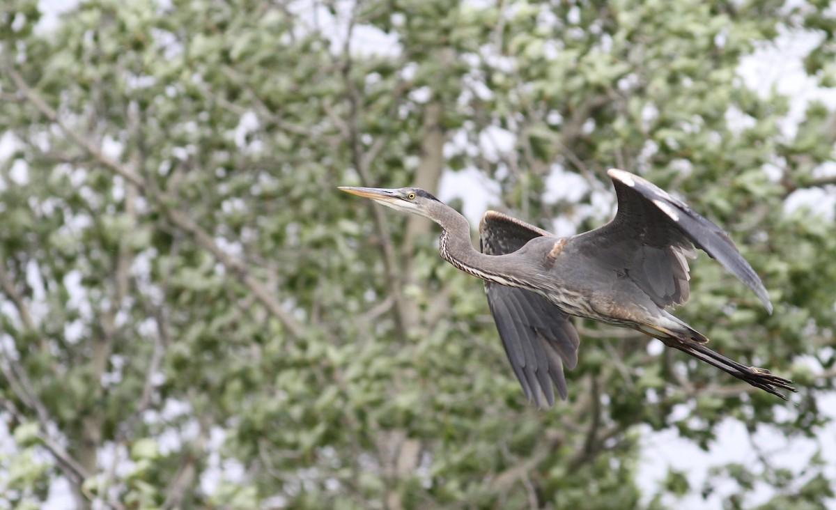 Great Blue Heron - ML166650991