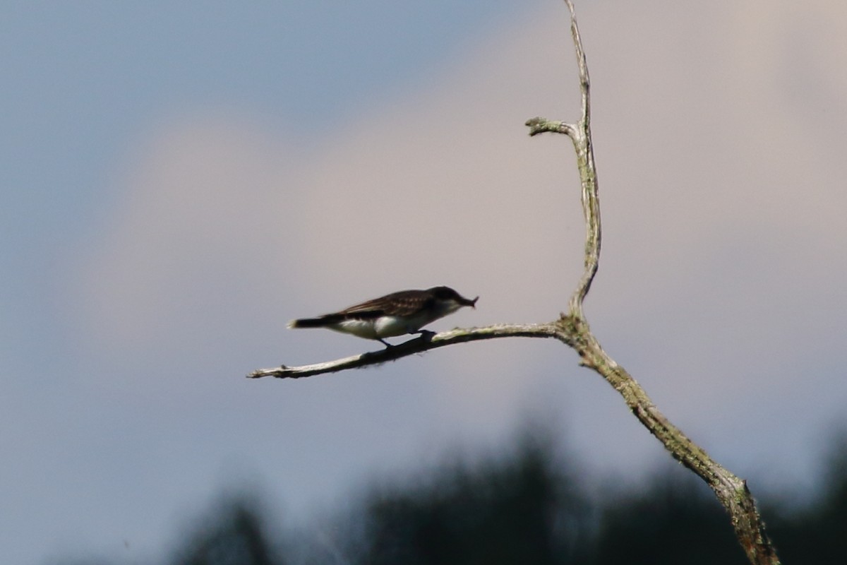 Eastern Kingbird - ML166651261