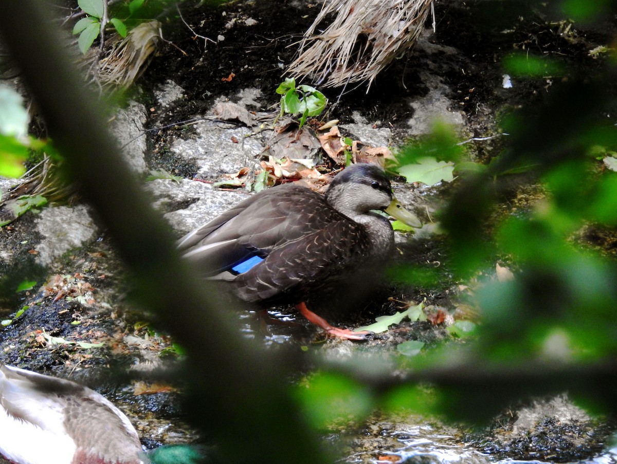 American Black Duck - ML166651451