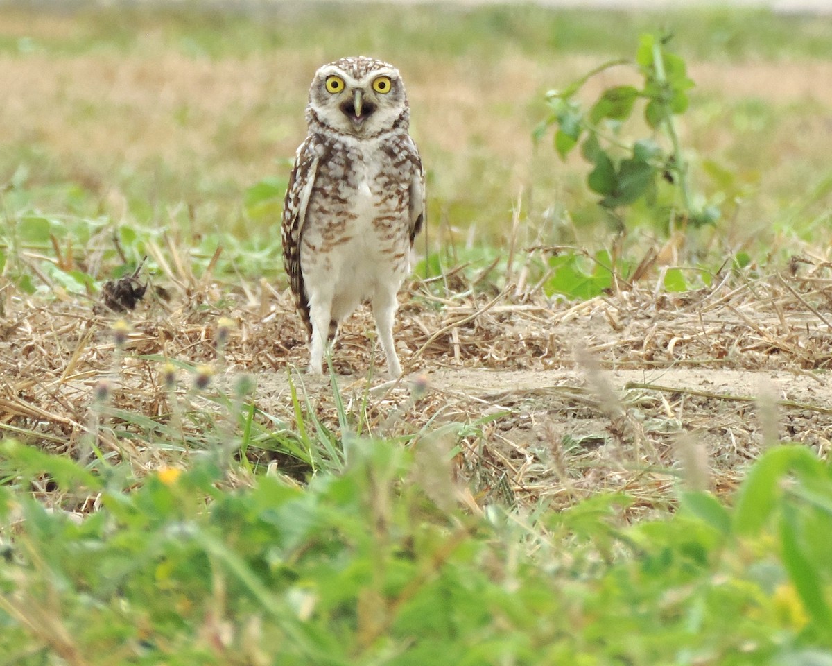 Burrowing Owl - ML166652471