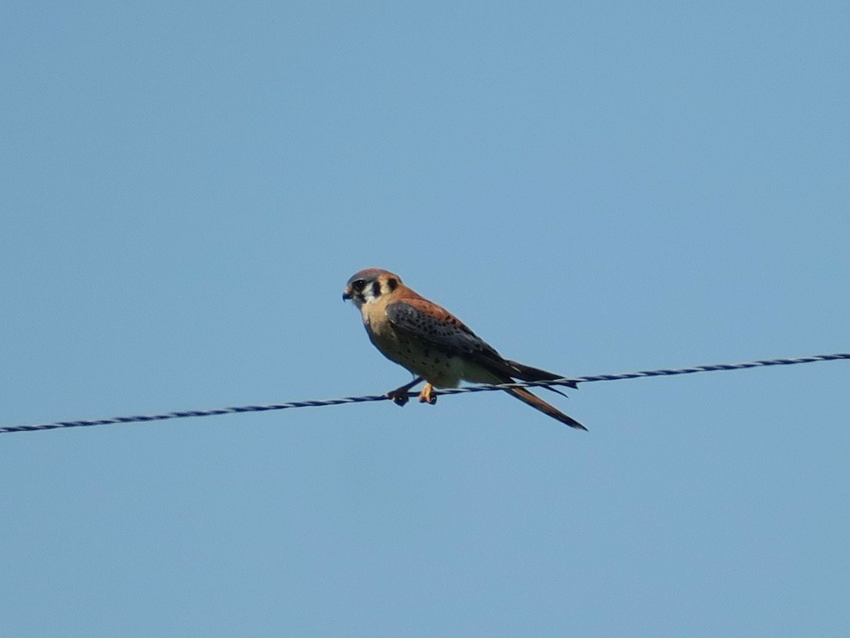 American Kestrel - ML166652481