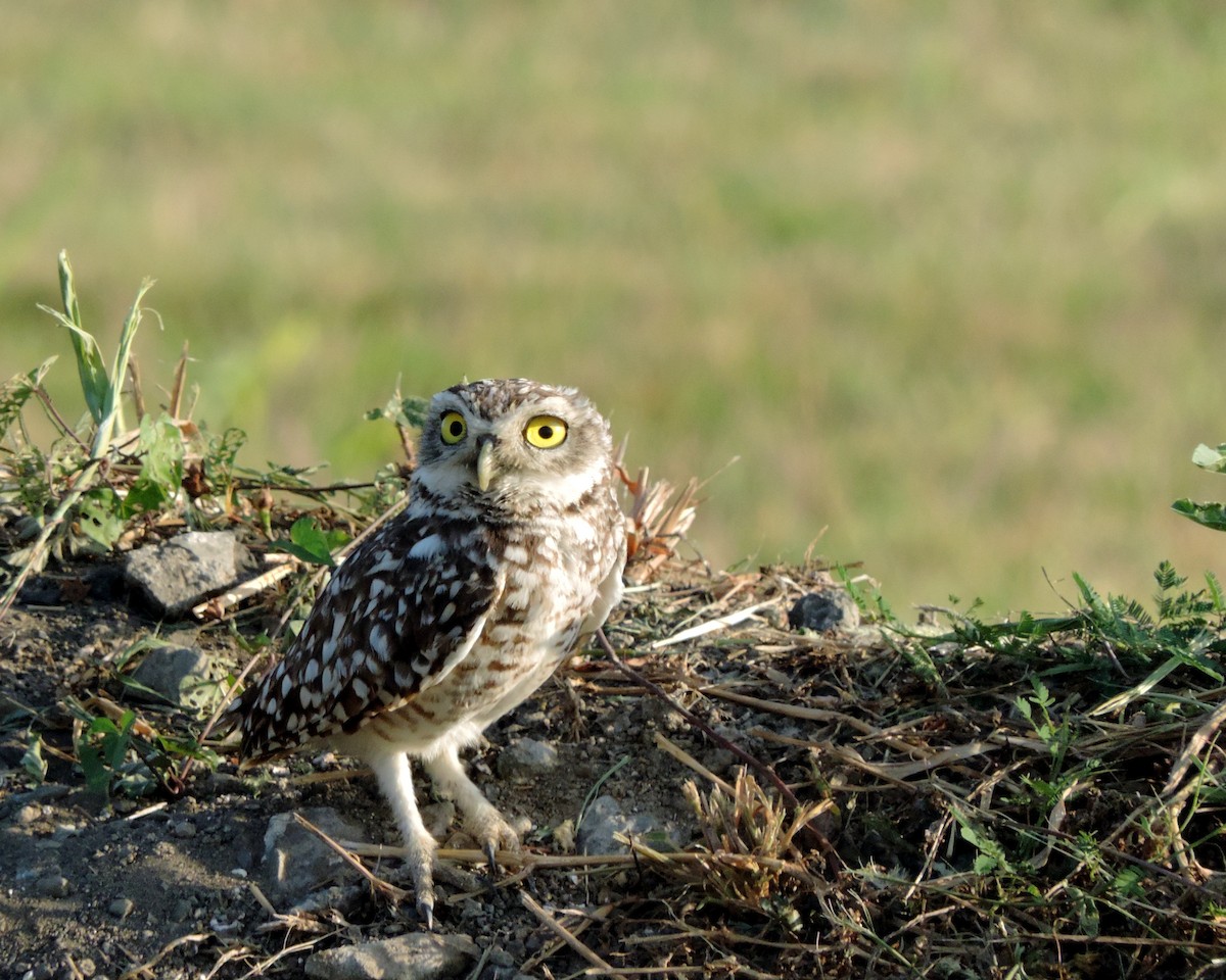 Burrowing Owl - ML166652491