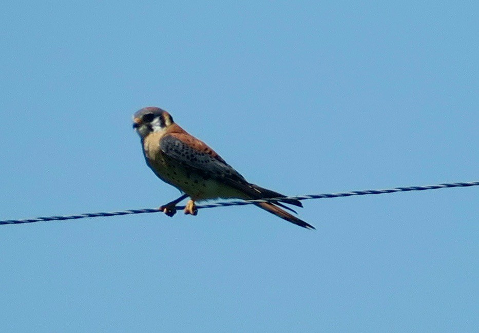 American Kestrel - ML166652571