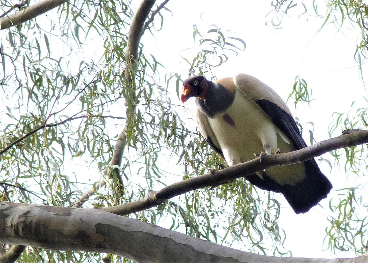 King Vulture - ML166654601