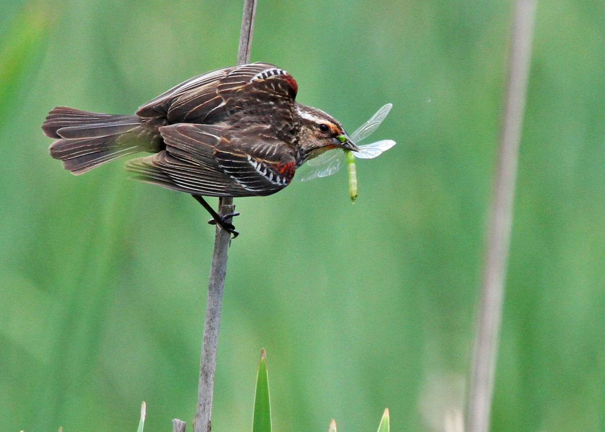 vlhovec červenokřídlý - ML166655881