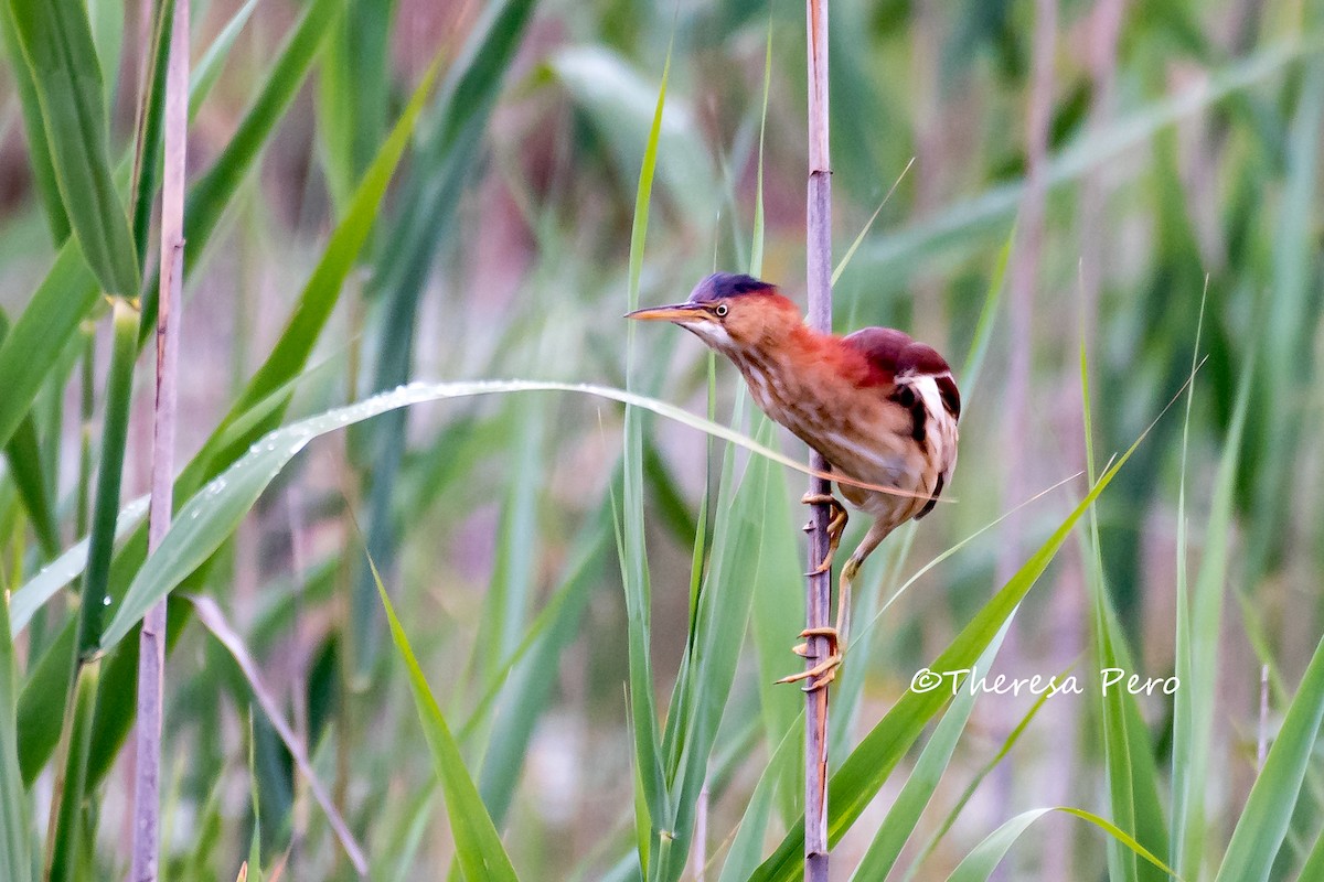 Least Bittern - ML166656291